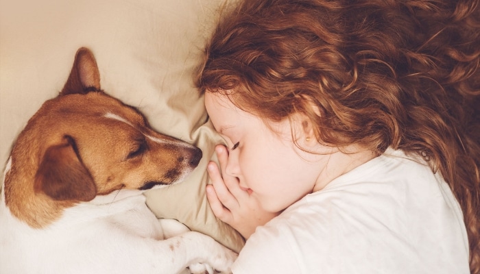 Jack Russell And Child Sleeping